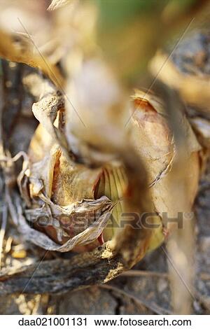 Stock Image - Onion in garden, extreme close-up. Fotosearch