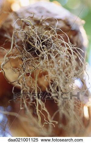Stock Photography - Onion roots. Fotosearch
