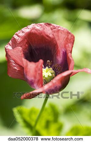 Opium Poppy (Papaver somniferum) View Large Photo Image Stock Photo - Opium Poppy (Papaver somniferum). Fotosearch