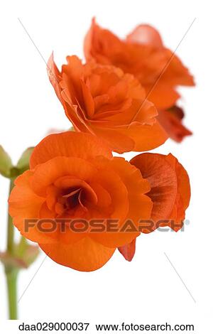 Stock Photo - Orange begonias, close-up. Fotosearch