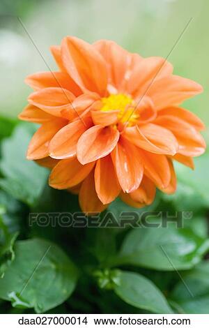 Orange dahlia View Large Photo Image Picture - Orange dahlia. Fotosearch