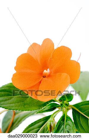 Stock Image - Orange impatiens, close-up. Fotosearch