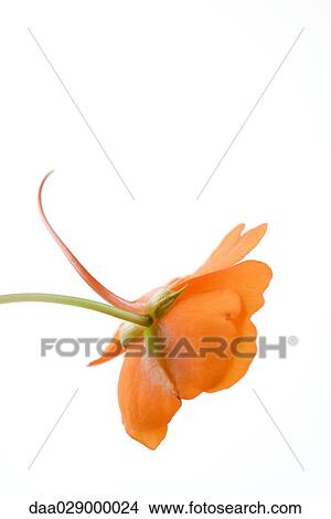 Orange impatiens, side view, close-up View Large Photo Image Picture - Orange impatiens, side view, close-up. Fotosearch
