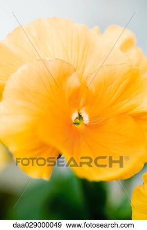 Orange pansy, close-up View Large Photo Image Stock Photo - Orange pansy, close-up. Fotosearch