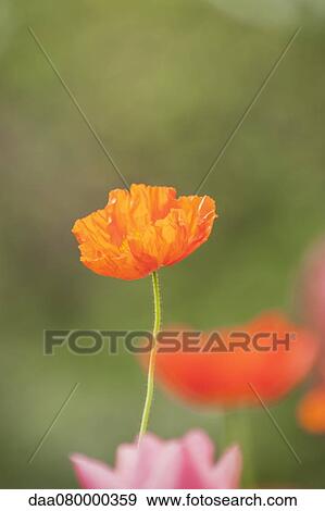 Orange poppies View Large Photo Image Stock Photo - Orange poppies. Fotosearch