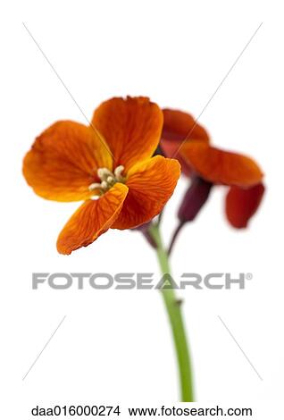 Orange wallflower, close-up View Large Photo Image Picture - Orange wallflower, close-up. Fotosearch