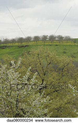 Picture - Orchard. Fotosearch