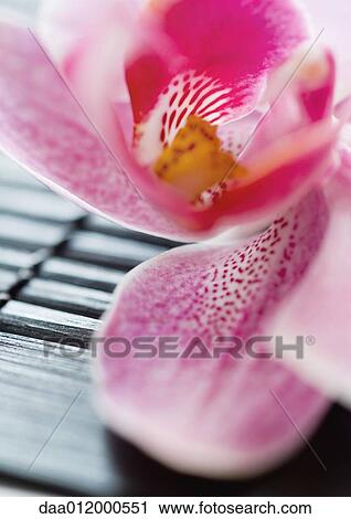 Stock Image - Orchid, extreme-close up. Fotosearch