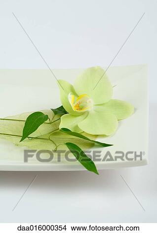 Orchid flower on dish View Large Photo Image Picture - Orchid flower on dish. Fotosearch