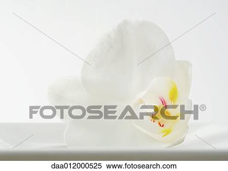 Orchid flower View Large Photo Image Stock Photography - Orchid flower. Fotosearch