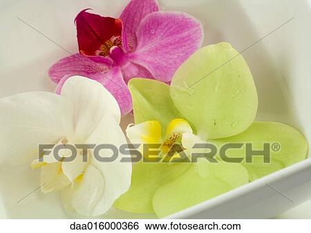 Stock Photograph - Orchid flowers in dish. Fotosearch