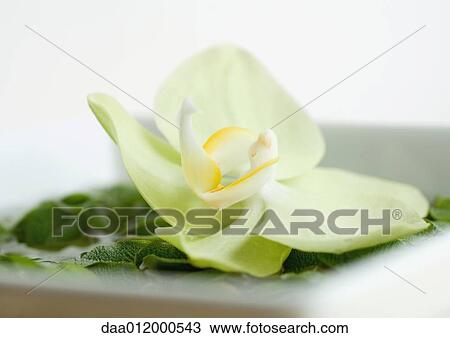 Stock Image - Orchid head. Fotosearch