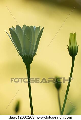 Osteospermum View Large Photo Image Stock Image - Osteospermum. Fotosearch