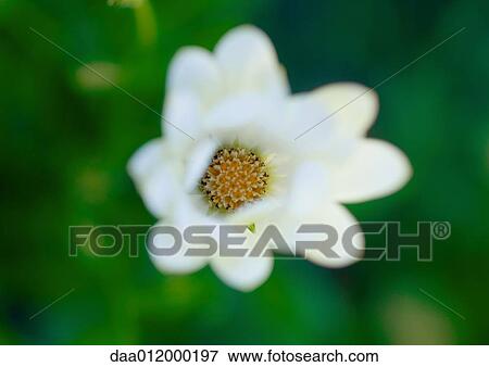 Osteospermum View Large Photo Image Stock Photo - Osteospermum. Fotosearch