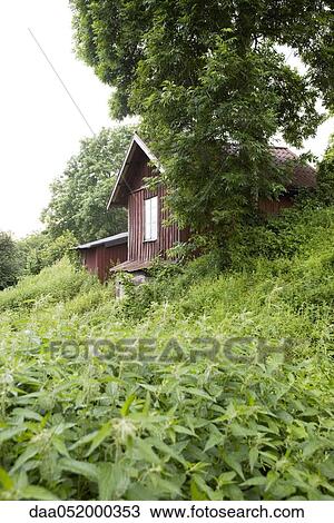 Overgrown cottage in the country View Large Photo Image Stock Image - Overgrown cottage in the country. Fotosearch