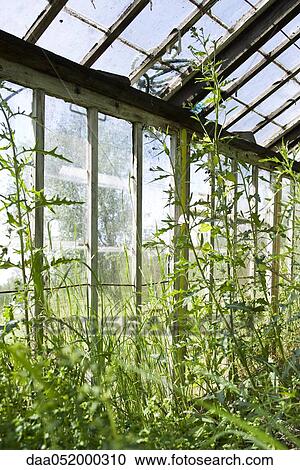 Overgrown greenhouse View Large Photo Image Stock Image - Overgrown greenhouse. Fotosearch