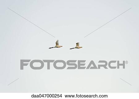 Pair of Black Necked Swans (Cygnus melancoryphus) in flight View Large Photo Image Picture - Pair of Black Necked Swans (Cygnus melancoryphus) in flight. Fotosearch