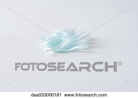 Stock Image - Pale blue feather, close up. Fotosearch