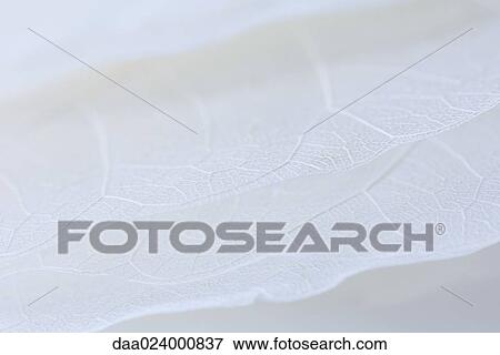 Pale dried leaves, extreme close-up View Large Photo Image Stock Photo - Pale dried leaves, extreme close-up. Fotosearch