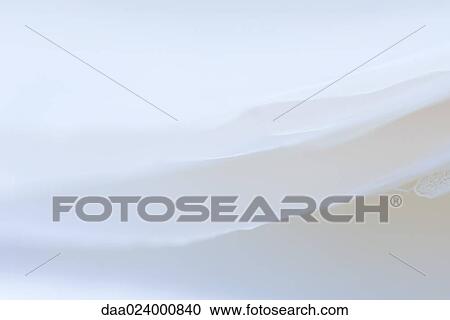 Pale dried leaves stacked on top of each other, extreme close-up View Large Photo Image Stock Image - Pale dried leaves stacked on top of each other, extreme close-up. Fotosearch