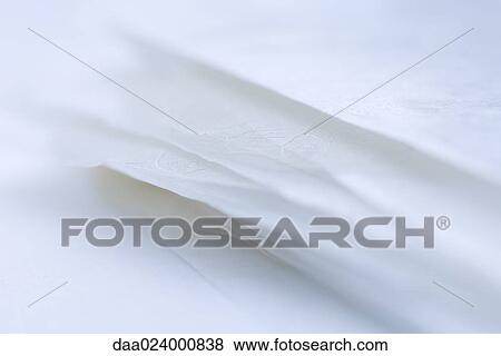 Pale dried leaves stacked on top of each other, extreme close-up View Large Photo Image Stock Photo - Pale dried leaves stacked on top of each other, extreme close-up. Fotosearch