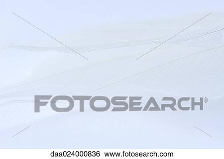 Stock Photograph - Pale dried leaves stacked on top of each other, extreme close-up. Fotosearch