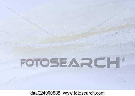 Pale dried leaves stacked on top of each other, extreme close-up View Large Photo Image Stock Photography - Pale dried leaves stacked on top of each other, extreme close-up. Fotosearch