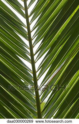 Stock Photo - Palm leaf, extreme close-up. Fotosearch