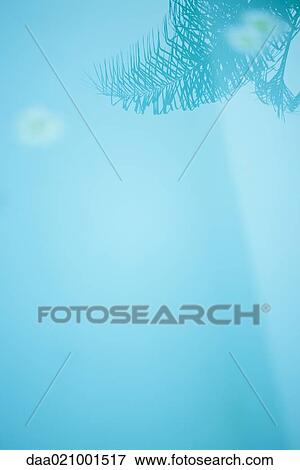 Stock Photo - Palm reflected in surface of water. Fotosearch