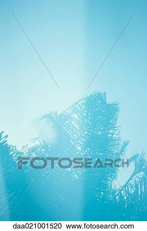Stock Image - Palm tree reflected in surface of water. Fotosearch