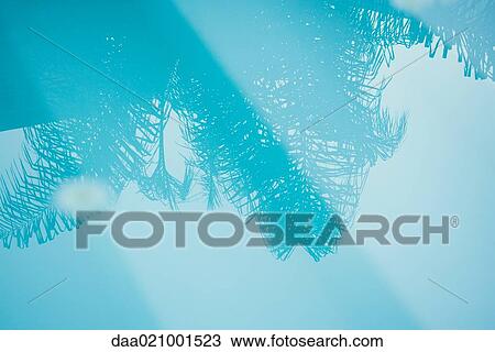Stock Image - Palm tree reflected in surface of water. Fotosearch