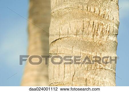 Palm tree trunks, close-up View Large Photo Image Stock Image - Palm tree trunks, close-up. Fotosearch