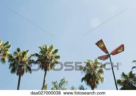 Stock Photo - Palm trees and street light, low angle view. Fotosearch