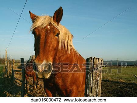 Palomino horse, head over fence, looking at camera View Large Photo Image Stock Image - Palomino horse, head over fence, looking at camera. Fotosearch