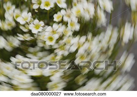 Panning shot of flowering shrub View Large Photo Image Stock Photo - Panning shot of flowering shrub. Fotosearch