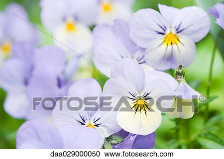 Pansies, close-up View Large Photo Image Stock Image - Pansies, close-up. Fotosearch