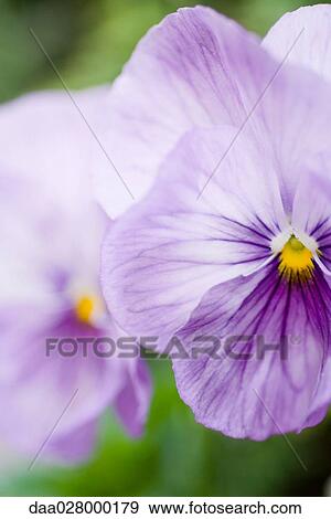 Pansies, close-up View Large Photo Image Stock Photo - Pansies, close-up. Fotosearch