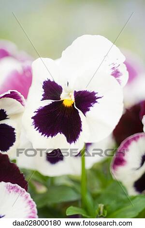 Pansies View Large Photo Image Stock Image - Pansies. Fotosearch