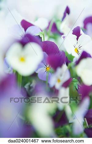 Pansies View Large Photo Image Stock Photo - Pansies. Fotosearch