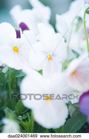 Pansies View Large Photo Image Stock Photo - Pansies. Fotosearch