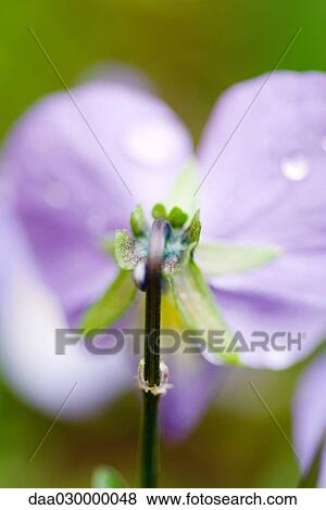Pansy, close-up of stem View Large Photo Image Stock Photo - Pansy, close-up of stem. Fotosearch