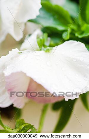 Stock Photo - Pansy covered with rain drops. Fotosearch