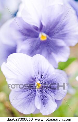 Pansy flowers View Large Photo Image Stock Image - Pansy flowers. Fotosearch