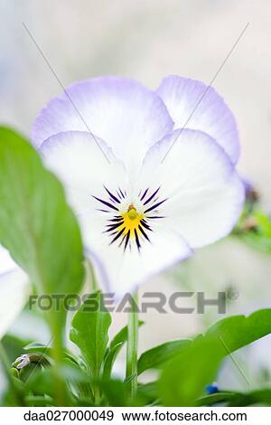 Pansy View Large Photo Image Stock Photo - Pansy. Fotosearch