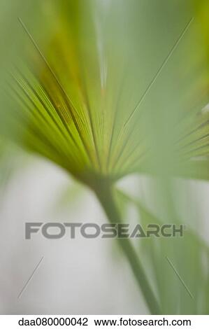 Stock Image - Papyrus frond, close-up. Fotosearch