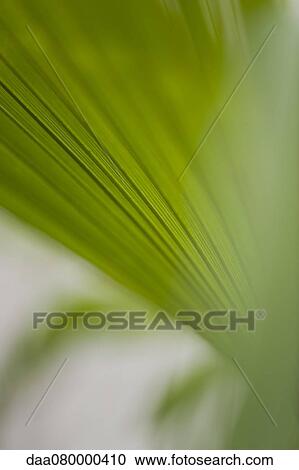 Stock Image - Papyrus frond, close-up. Fotosearch