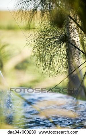 Papyrus growing by water View Large Photo Image Stock Photo - Papyrus growing by water. Fotosearch