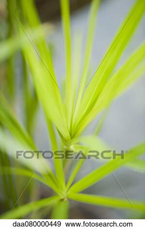 Papyrus View Large Photo Image Stock Photo - Papyrus. Fotosearch