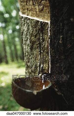Para Rubber Tree (Hevea brasiliensis), being tapped to collect latex, Sri Lanka View Large Photo Image Stock Image - Para Rubber Tree (Hevea brasiliensis), being tapped to collect latex, Sri Lanka. Fotosearch