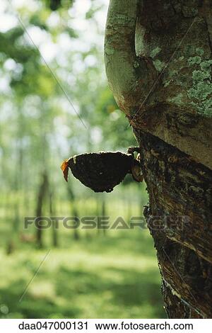 Para Rubber Tree (Hevea brasiliensis), being tapped to collect latex, Sri Lanka View Large Photo Image Stock Image - Para Rubber Tree (Hevea brasiliensis), being tapped to collect latex, Sri Lanka. Fotosearch